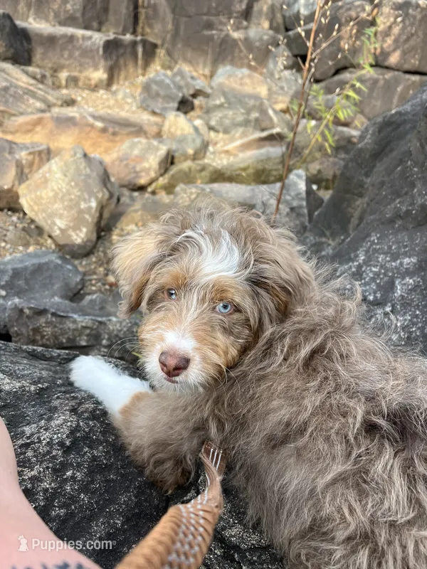 Opi – Aussiedoodle puppy for sale in 