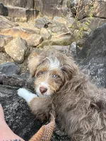 Opi, a male Aussiedoodle for sale in ,  – 1 of 1