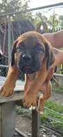 Nan, a female Cane Corso for sale in Terre Haute, IN – 1 of 2
