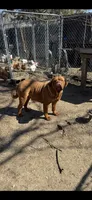 Pat, a female Cane Corso for sale in Terre Haute, IN – 2 of 2