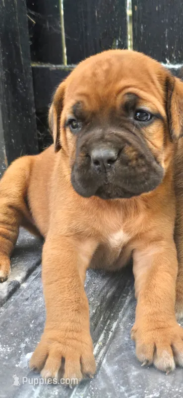 Lilly – Cane Corso puppy for sale in Terre Haute, IN