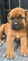 Lilly, a female Cane Corso for sale in Terre Haute, IN – 1 of 1