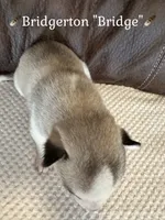 🪶Bridgerton “Bridge”🪶, a male Siberian Husky for sale in Romney, WV – 2 of 2