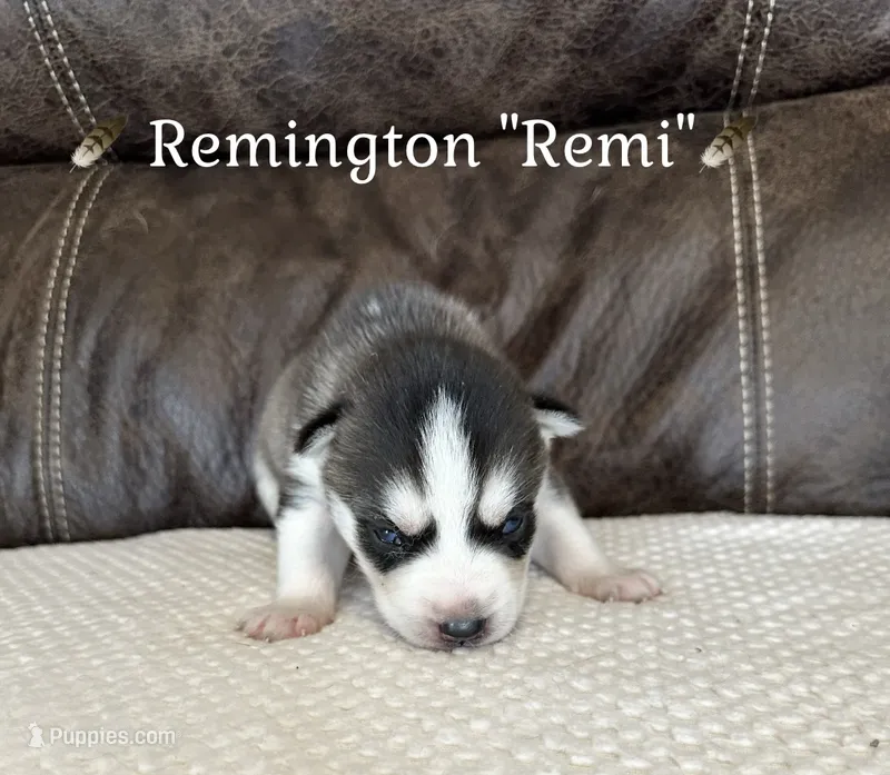 🪶Remington “Remi”🪶 – Siberian Husky puppy for sale in Romney, WV