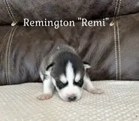 🪶Remington “Remi”🪶, a male Siberian Husky for sale in Romney, WV – 1 of 2