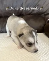 🪶Duke🪶 - RESERVED, a male Siberian Husky for sale in Romney, WV – 2 of 2