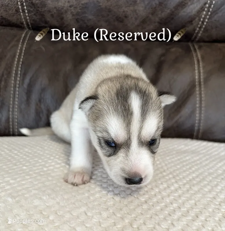 🪶Duke🪶 - RESERVED – Siberian Husky puppy on hold in Romney, WV