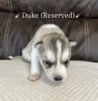 🪶Duke🪶 - RESERVED, a male Siberian Husky for sale in Romney, WV – 1 of 2