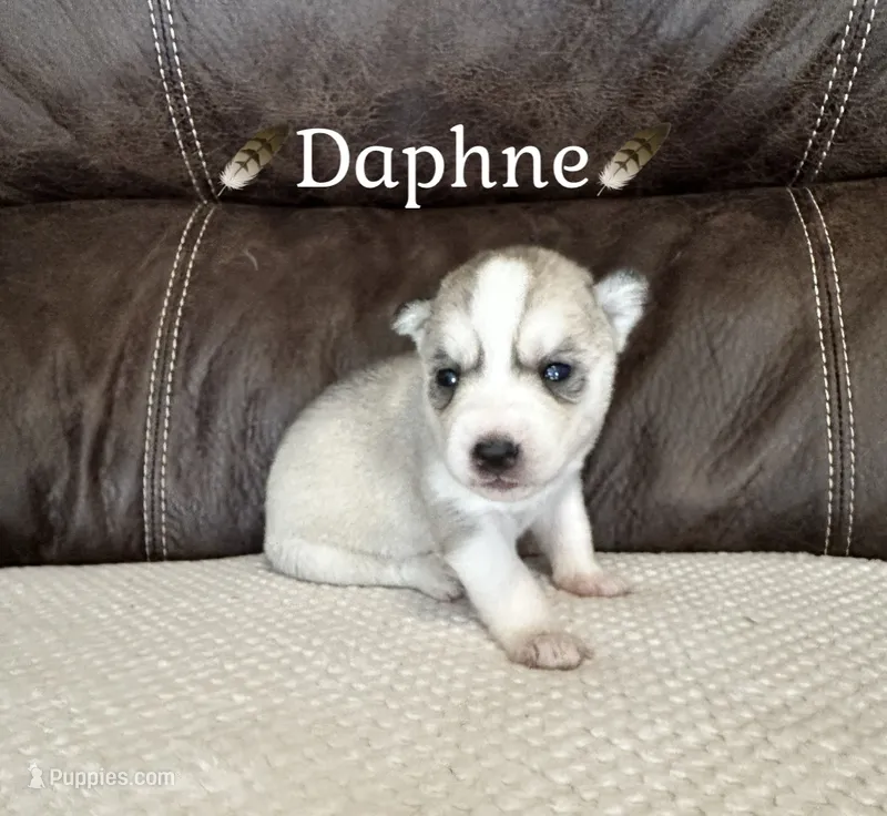 🪶Daphne🪶 , a female Siberian Husky for sale in Romney, WV – 1 of 2