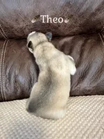 🪶Theo🪶, a male Siberian Husky for sale in Romney, WV – 2 of 2