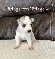 🪶Bridgerton “Bridge”🪶, a male Siberian Husky for sale in Romney, WV – 1 of 2