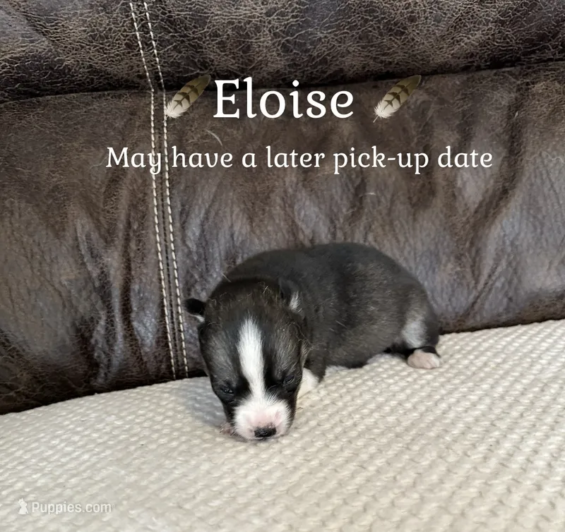 🪶Eloise🪶, a female Siberian Husky for sale in Romney, WV – 1 of 2