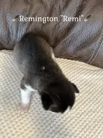 🪶Remington “Remi”🪶, a male Siberian Husky for sale in Romney, WV – 2 of 2