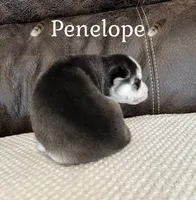 🪶Penelope🪶, a female Siberian Husky for sale in Romney, WV – 2 of 2
