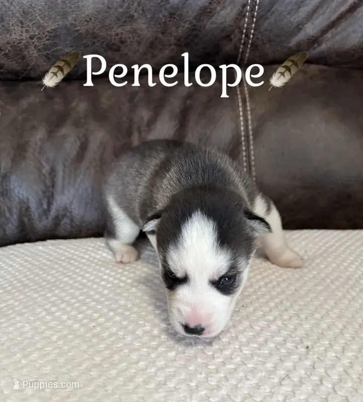 🪶Penelope🪶 – Siberian Husky puppy for sale in Romney, WV