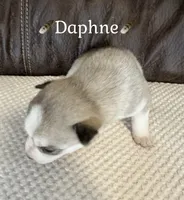 🪶Daphne🪶 , a female Siberian Husky for sale in Romney, WV – 2 of 2
