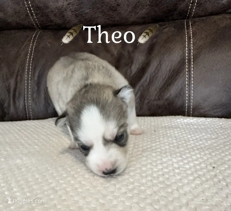 🪶Theo🪶 – Siberian Husky puppy for sale in Romney, WV