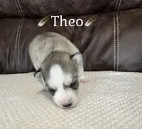 🪶Theo🪶, a male Siberian Husky for sale in Romney, WV – 1 of 2