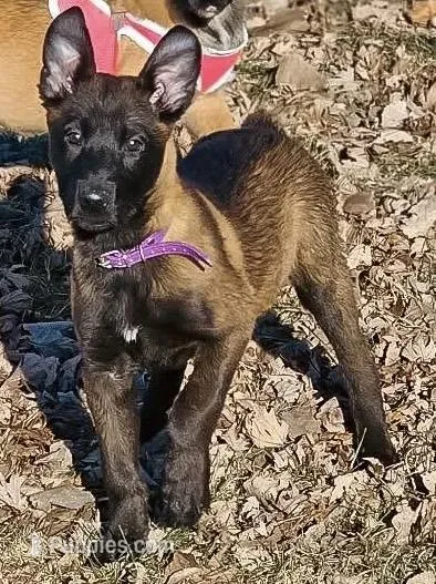 Thora – Belgian Malinois puppy for sale in Lockridge, IA