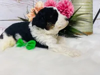 Kitkat. AKC. Clear, a male Poodle - Toy  and Poodle - Miniature  for sale in Nixa, MO – 7 of 8