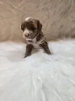 Bubba.  AKC, a male Poodle - Toy  for sale in Nixa, MO – 1 of 6