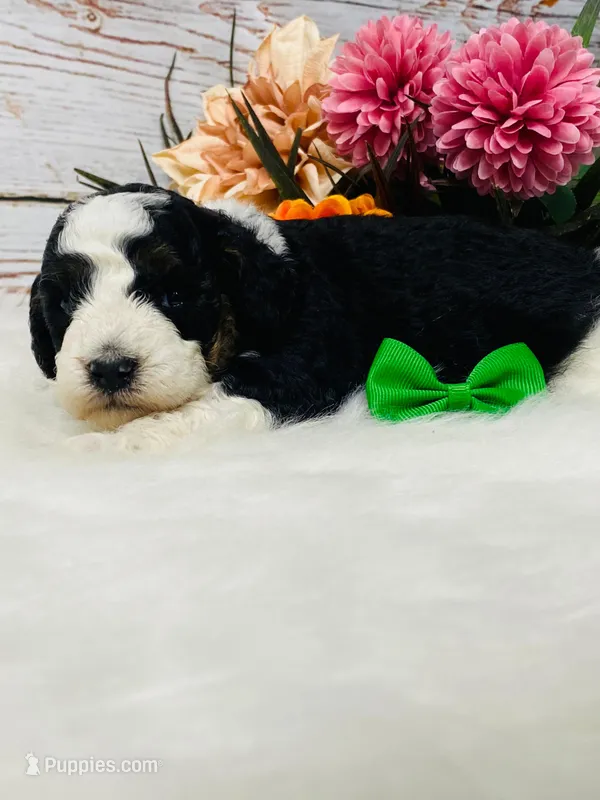 Kitkat. AKC. Clear – Poodle - Toy , Poodle - Miniature  puppy for sale in Nixa, MO
