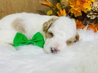 Chandler.  AKC, a male Poodle - Miniature  for sale in Nixa, MO – 2 of 5