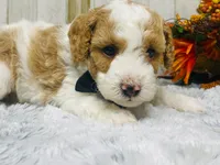 Pork chop  AKC, a male Poodle - Miniature  for sale in Nixa, MO – 7 of 8