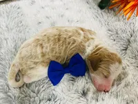 Jade. AKC, a male Poodle - Standard  for sale in Nixa, MO – 2 of 4