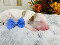 Opal.  AKC, a female Poodle - Standard  for sale in Nixa, MO – 4 of 4