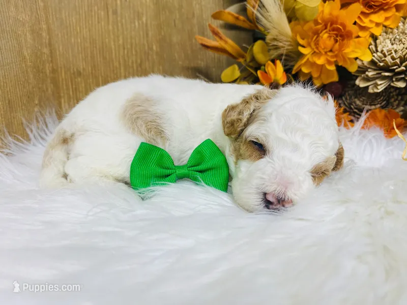 Chandler.  AKC – Poodle - Miniature  puppy for sale in Nixa, MO