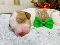 Marble.  AKC, a male Poodle - Standard  for sale in Nixa, MO – 1 of 8