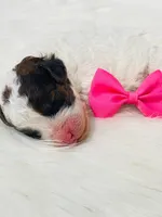 Sable.  AKC, a female Poodle - Miniature  for sale in Nixa, MO – Photo 5 of 8