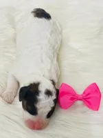 Sable.  AKC, a female Poodle - Miniature  for sale in Nixa, MO – Photo 6 of 8