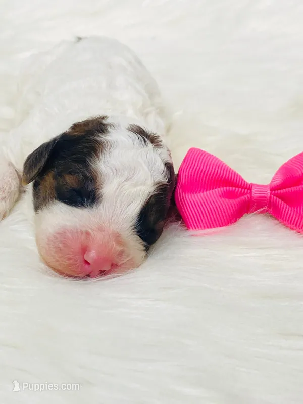 Sable.  AKC – Poodle - Miniature  puppy for sale in Nixa, MO