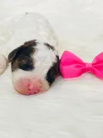 Sable.  AKC, a female Poodle - Miniature  for sale in Nixa, MO – Photo 1 of 8