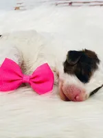 Sable.  AKC, a female Poodle - Miniature  for sale in Nixa, MO – Photo 8 of 8