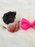 Sable.  AKC, a female Poodle - Miniature  for sale in Nixa, MO – Photo 4 of 8