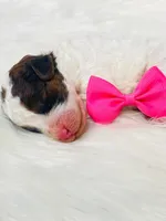 Sable.  AKC, a female Poodle - Miniature  for sale in Nixa, MO – Photo 7 of 8