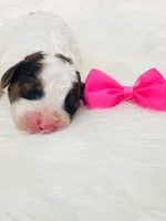 Sable.  AKC, a female Poodle - Miniature  for sale in Nixa, MO – Photo 3 of 8