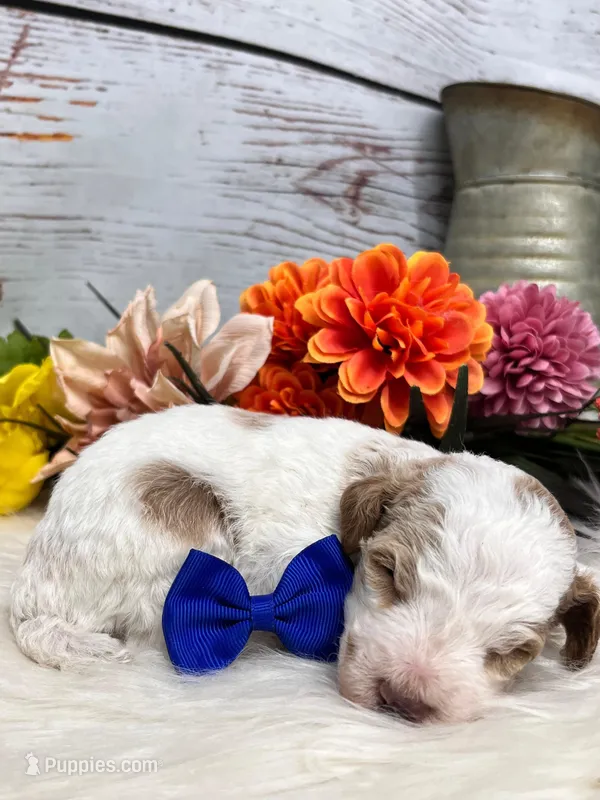 Austin. AKC. Clear – Poodle - Standard  puppy for sale in Nixa, MO