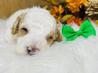 Chandler.  AKC, a male Poodle - Miniature  for sale in Nixa, MO – 3 of 5