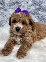 Daisey. AKC, a female Poodle - Toy  for sale in Nixa, MO – 3 of 4