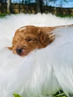 Cinnamon. AKC, a female Poodle - Toy  for sale in Nixa, MO – Photo 5 of 6