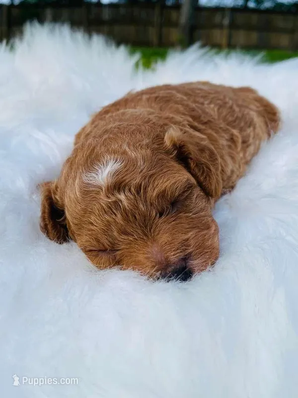 Cinnamon. AKC – Poodle - Toy  puppy for sale in Nixa, MO