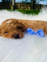 Cinnamon. AKC, a female Poodle - Toy  for sale in Nixa, MO – Photo 2 of 6