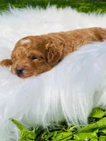 Cinnamon. AKC, a female Poodle - Toy  for sale in Nixa, MO – Photo 6 of 6