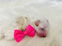 Bonbon. Akc. Clear , a female Poodle - Toy  and Poodle - Miniature  for sale in Nixa, MO – 3 of 6