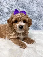 Daisey. AKC, a female Poodle - Toy  for sale in Nixa, MO – 1 of 4