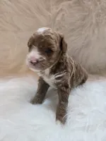 Bubba.  AKC, a male Poodle - Toy  for sale in Nixa, MO – 3 of 6